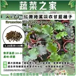 【蔬菜之家滿額免運】A113.紅舞捲葉羽衣甘藍種子0.35克(約100顆) 蔬菜種子 葉菜種子 羽衣甘藍