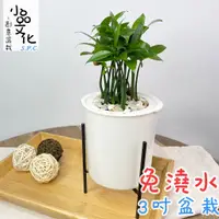 在飛比找蝦皮商城優惠-【小品文化】竹柏【現貨】3吋鐵架免澆水盆栽 懶人盆栽 觀葉植