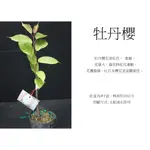 心栽花坊-牡丹櫻/4吋/櫻花/櫻花品種/觀花植物/綠籬植物/售價200特價180