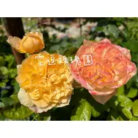 在飛比找蝦皮購物優惠-玫瑰花🌹日本大輪.米爾特玫瑰🌹使用玫瑰專用土.月季玫瑰花