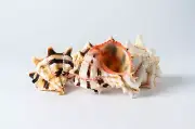 Brassica Murex Phyllonotus erythrostomu Hermit Crab SeaShell 3"- 4"(3 PCS)#JC-36
