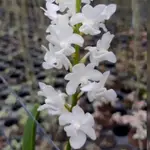 限量 泰國進口 RHY. COELESTIS VAR.ALBA × SIB 白色直立狐狸尾兄弟交 裸根 狐狸尾蘭 蘭花