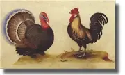 Gallus Rooster Turkey Painting Picture on Stretched Canvas, Wall Art Decor Ready