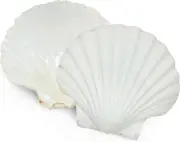 6pcs Scallop Shells For Serving Food,baking Shells Large Natural White Scallops From Sea Beach For Diy Craft Decor
