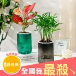 【米菈生活館】自動吸水盆栽 花盆 盆栽 水耕盆栽 園藝 透明花盆 植物花盆 懶人盆栽 輕奢 自吸水盆栽 塑膠花盆