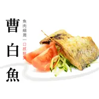 在飛比找蝦皮購物優惠-【大連食品】梅香曹白魚乾(切塊),曹白魚,魚乾