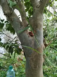 在飛比找Yahoo!奇摩拍賣優惠-70年 原生種 白寶塔 茶花 茶樹