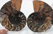 RARE 1n100 BLACK PAIR Ammonite Crystal LARGE 107mm Dinosaur FOSSIL 4.3" n2496cc