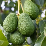 Hybrid Avocado ( HASS , Graft plant ) 1 Bare-Root Plant