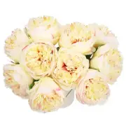 Artificial Flower Heads, Silk Peony Hydrangea Champagne Color Faux Flowers 10Pcs