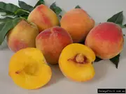 Buy Peach Aztec Gold Grafted Fruit Trees (Prunus persica)