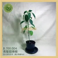 在飛比找蝦皮購物優惠-【台灣現貨】青龍甜辣椒_2.5寸盆_買十送一 植物｜菜苗｜香