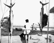 Sailfish At Club De Pesca In Pinas Bay In Panama 1960 Old Fishing Photo