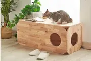 Kitten Bench