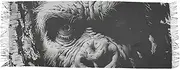 [XYMZR] Women’s Scarf Black White Portrait Monkey Soft Warm Long Scarves Shawl Wrap for Winter Autumn Spring Travel Office Home, Multi-colored
