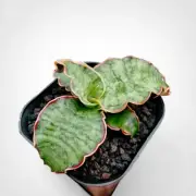 Sansevieria Silver Blue Rare Uniqe Snake Plant