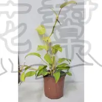 在飛比找蝦皮購物優惠-花幫派_ 室內觀葉植物—蔓綠絨--黃金鋤蔓綠絨~牛舌蔓綠絨~