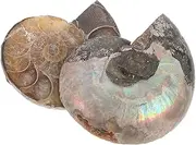 WHAMVOX Real Ammonite Shell Specimen Crystal Mineral Collection with Labradorite Pendant Necklace for Science Activity