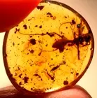 GIANT Ant with Mycetophilid Fly in Burmite Amber Fossil Gemstone Dinosaur Age