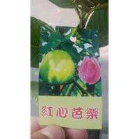 在飛比找蝦皮購物優惠-花花世界-水果苗**紅心芭樂苗 **4.5吋盆/高20-50