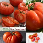 Tomato - Mallee Rose seeds