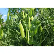 PEA 'Sugar Snap' Snap Pea / Dwarf seeds