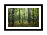 Hardwood Forest Canvas Framed Art