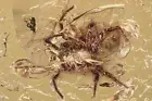 Large SPIDER Araneae + GNAT Fossil Genuine BALTIC AMBER 2 + HQ Pic 240206