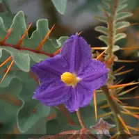 在飛比找蝦皮購物優惠-台北塊根｜Solanum pyracanthos 刺番茄 豪