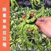 在飛比找蝦皮購物優惠-限量 章魚豆豆龍 多肉植物 豆豆龍 盆栽 綠植 植物 樹 i