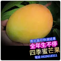 在飛比找蝦皮購物優惠-四季蜜芒果盆栽【嫁接苗】可調節產季，北部陽台盆植可結果，最新