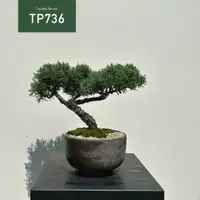 在飛比找蝦皮購物優惠-【Tanaka Bonsai】TP736 紀州真柏/鐵柏盆景