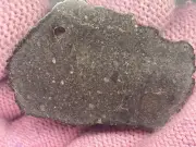 Meteorite - Diogenite (Melt Breccia) - NWA 14129 - 19.13g - Endcut