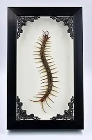 TAXIBUGS Real Centipede Millipede Scolopendra MORSITANS Taxidermy Insect in Shadow Boxes Frame (Black Gothic)