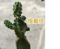 在飛比找Yahoo!奇摩拍賣優惠-[植藝佳] 多肉植物 桃太郎 塊根 無根 可嫁接 種植 多肉