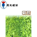 菊苣  ENDIVE 【農友種苗】 菊苣種子 苦苣 蔬菜原包裝種子 每包約300粒 保證新鮮種子