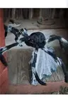 Halloween Animated Black Jumping Spider 21 inches (sh)