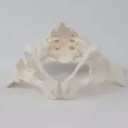 Female Pelvis Model Skeleton Model for Midwife in Obstetrics Display