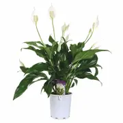 175mm Peace Lily - Spathiphyllum