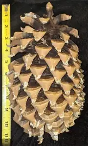 California Palomar Mountain Coulter Pine Cone Widowmaker 11-12" inch Pinecone