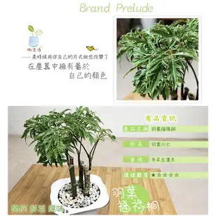 【現貨】【小品文化】羽葉福祿桐 4吋透明懶人盆栽 加水更方便 觀葉植物 自動吸水 水培 創意花盆 居家辦公盆花 種子