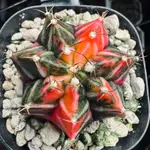 繪木🌵緋牡丹錦 裸萼球屬 仙人掌 多肉植物 GYMNOCALYCIUM MIHANOVICHI