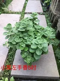 在飛比找Yahoo!奇摩拍賣優惠-香草.多肉~小葉一抹香/到手香/左手香~5吋/高15-20公