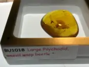 A101 BU1018 Large Psychodid weevil wasp beetle in Burmese Amber Burmite ~99mya
