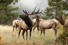 3D WILDLIFE LENTICULAR PRINT / PICTURE / WALL ART - ELK (3-FLIP)