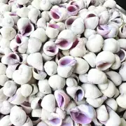 1 lb Cebu Beauty Seashells Coral Snail Shells Coralliophila Neritoidea 0.5”size