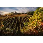 Save 20.00%! From Florence: Siena and San Gimignano with Lunch at Tenuta Torciano
