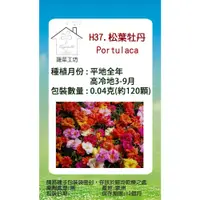 在飛比找PChome24h購物優惠-【蔬菜工坊】H37.松葉牡丹(混合色，匍匐性)種子