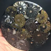 143g Rare Black Half of Split Ammonite Fossil Shell Healing Madagascar F953