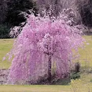 20Pcs Pink Fountain Weeping Cherry Tree Seeds Garden Yard Dwarf Tree Plants